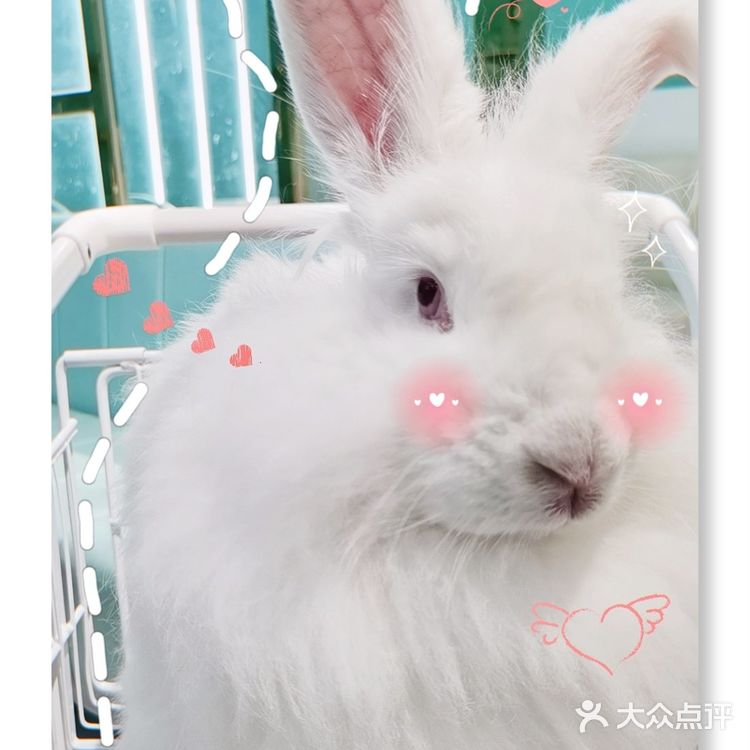 Nice 🐰meet U-魔都遇见萌兔