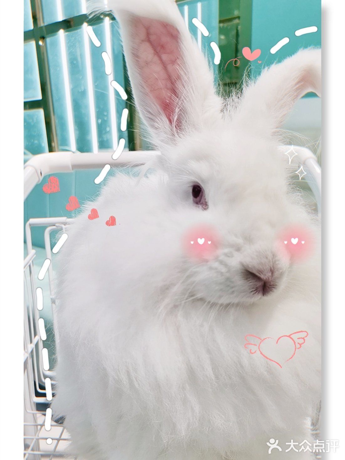 Nice 🐰meet U-魔都遇见萌兔