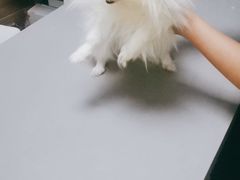 -爱侣宠医·鹦鹉专科·小型哺乳类·异宠专科(灵石路店)