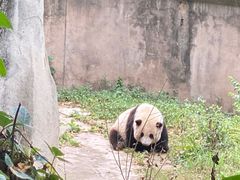 -成都大熊猫繁育研究基地