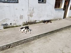 -苏妃奶酪(平江路店)