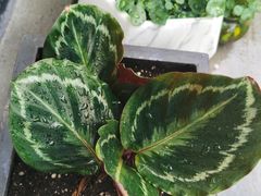 -Fridi Patisserie Cafe