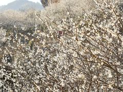 -广州市流溪河国家森林公园