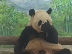 -灵玲国际马戏城