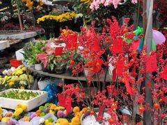 -曲阳花鸟市场(曲阳路店)
