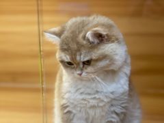 -猫十亿·布偶金渐层·曼基康矮脚猫舍(青年路店)