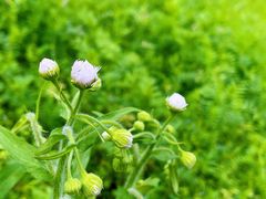 -龙坞茶村