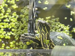 -北京观赏动物医院·24小时大型综合·猫专科·异宠专科