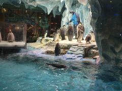 -帝企鹅自助餐厅•儿童岛•真企鹅(长隆企鹅酒店)