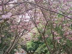 -高东镇樱花园