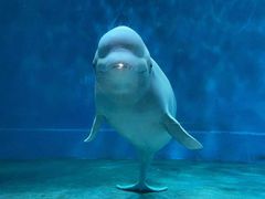 -芜湖新华联大白鲸海洋公园