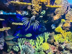 -上海海洋水族馆