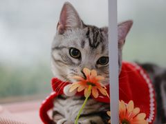 -lincat·猫舍(广州店)