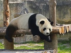 -上海野生动物园