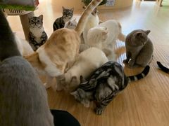 -猫和宫(六道口店)