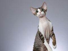 -超宠爱宠物摄影-Super pet