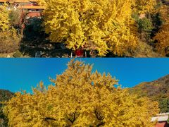 -遵化市禅林寺古银杏风景园