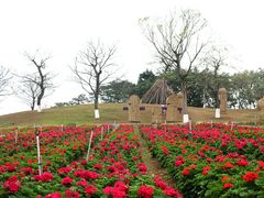 -松山湖梦幻百花洲