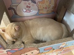 -猫腻·猫咖·撸猫馆(星光大道店)