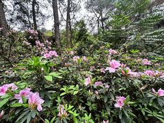 -铁山坪森林公园