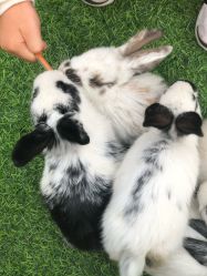 -萌宠亲子动物乐园(槐房万达店)