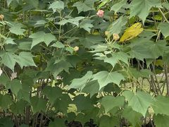 -新虹桥中心花园