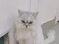 -Heymao猫咖.咖啡厅(东门店)