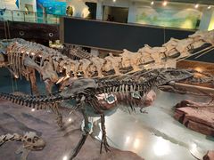 -安徽省地质博物馆