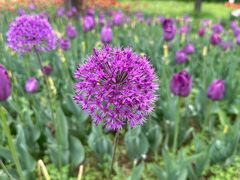 -北京国际鲜花港