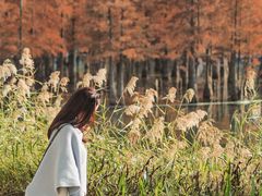 -白鹭湾湿地公园