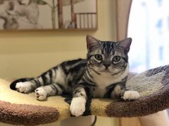 -猫和宫(六道口店)
