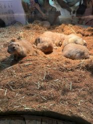 -Zoolung Zoolung动物主题公园(海信广场店)