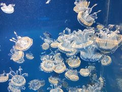 -海合安成都极地海洋公园