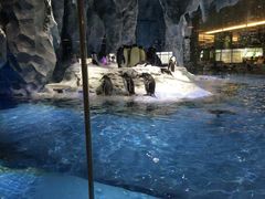 -帝企鹅自助餐厅•儿童岛•真企鹅(长隆企鹅酒店)