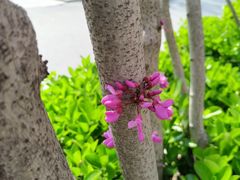 -清华大学-观畴园餐厅