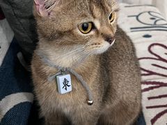 -楼上猫咖(罗湖店)