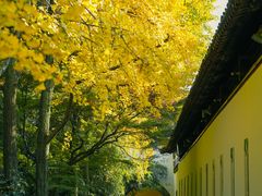 -西园戒幢律寺