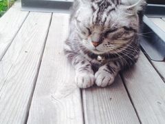 iphone_upload_pic-海边的猫和咖啡馆
