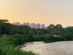 -大亚湾红树林城市湿地公园