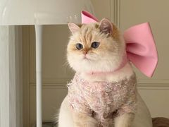 -爱侣宠医·鹦鹉专科·小型哺乳类·异宠专科(灵石路店)