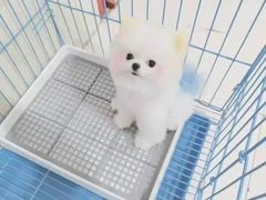 -宠爱多约克夏马尔济斯泰迪小型犬专卖