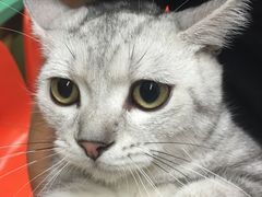 -猫咪博物馆(顶澳仔猫街店)