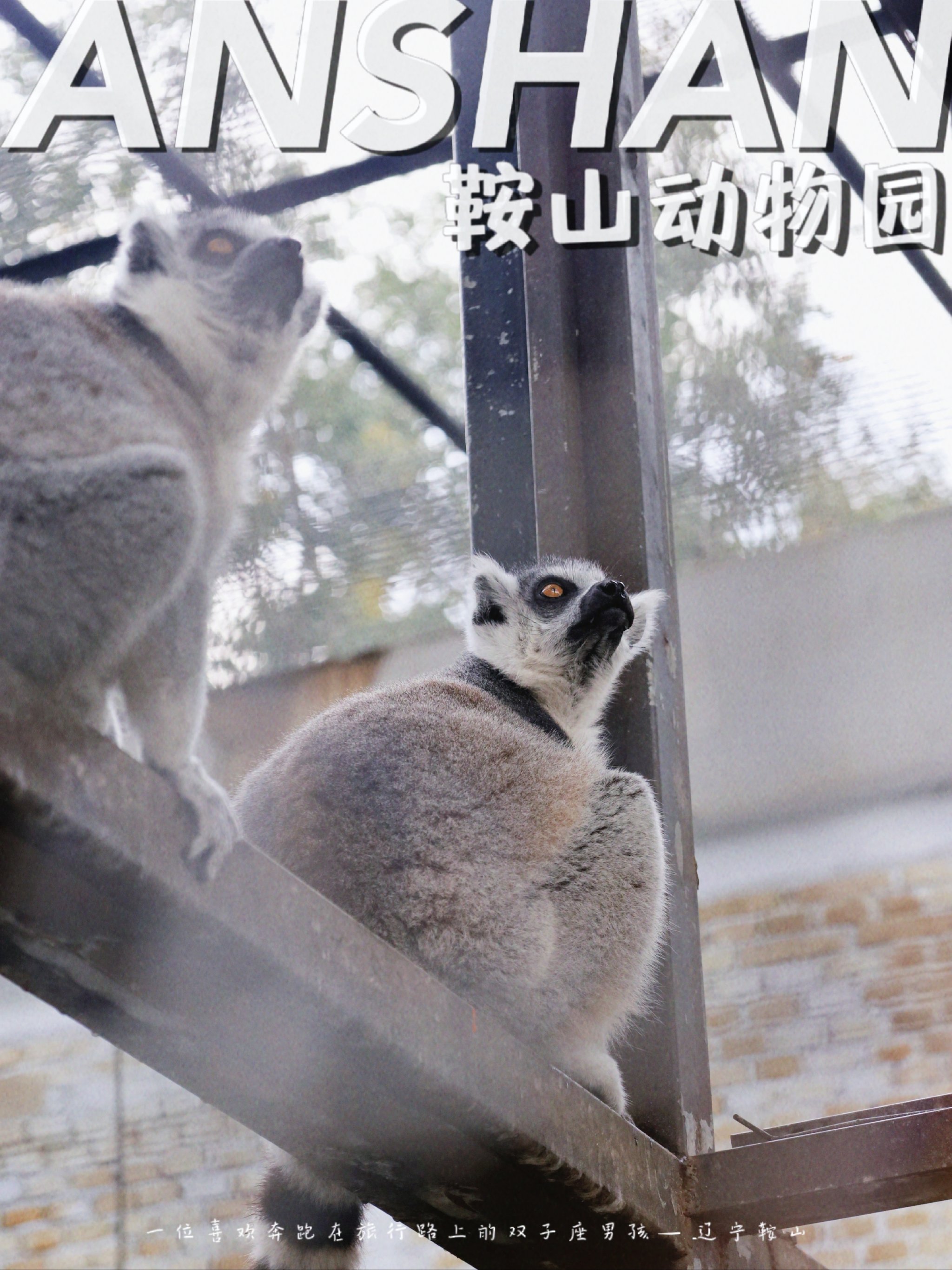 鞍山动物园几点开门图片