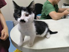 -瑞鹏宠物医院·爱宠堂·骨外专科(西荷分院)