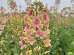 -中国天府农业博览园