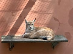 -青藏高原野生动物园