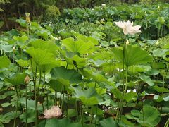 -洛阳市隋唐城遗址植物园