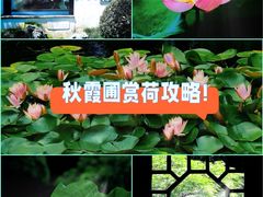 -秋霞圃