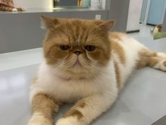 -糯米喵星人·撸猫猫舍咖啡馆(西市场嘉华店)