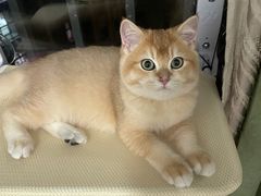 -喵zoo家庭繁育猫舍(尖东智能花园店)